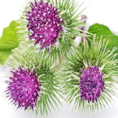 عرق باباآدم طبیعی لباب تصفیه خون و رفع جوش پوستی ـ Burdock distillate by Lobab ـ blood cleanser and liver tonic