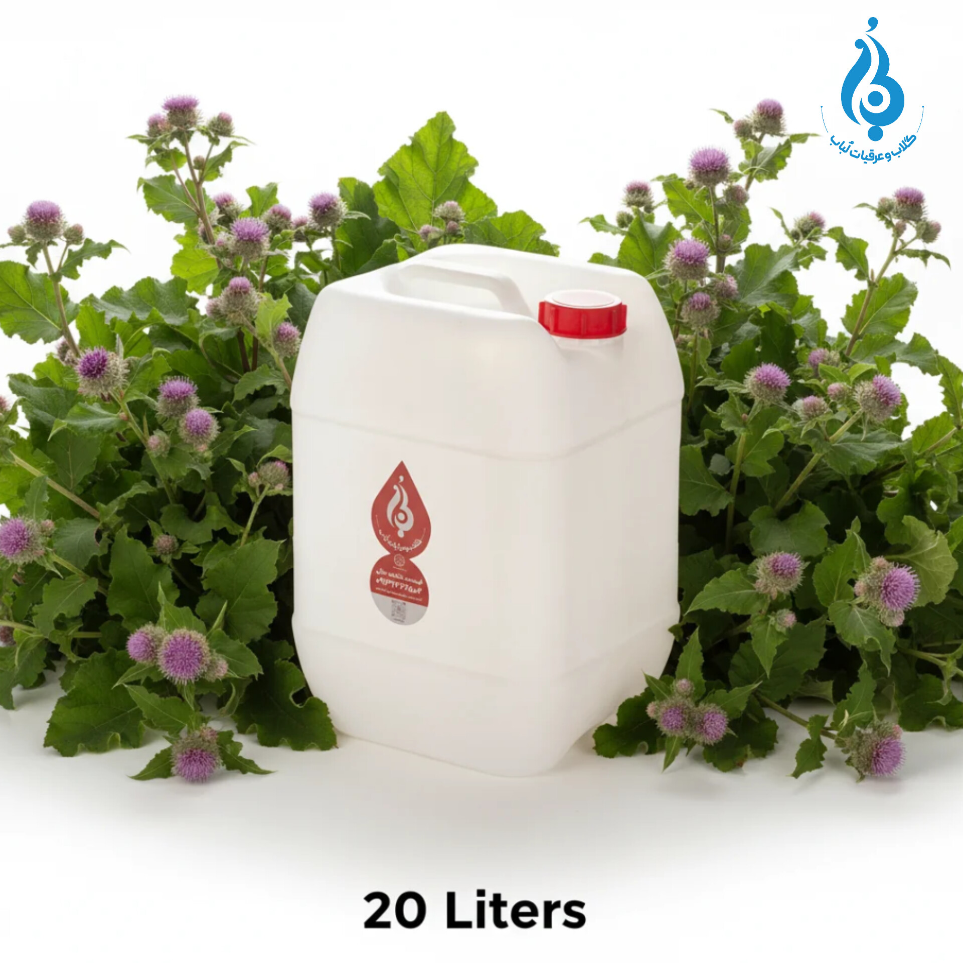 خرید عمده گالن ۲۰ لیتری عرق باباآدم سنتی لباب برای پخش و صادرات ـ Wholesale 20L burdock distillate by Lobab ـ for detox and liver care