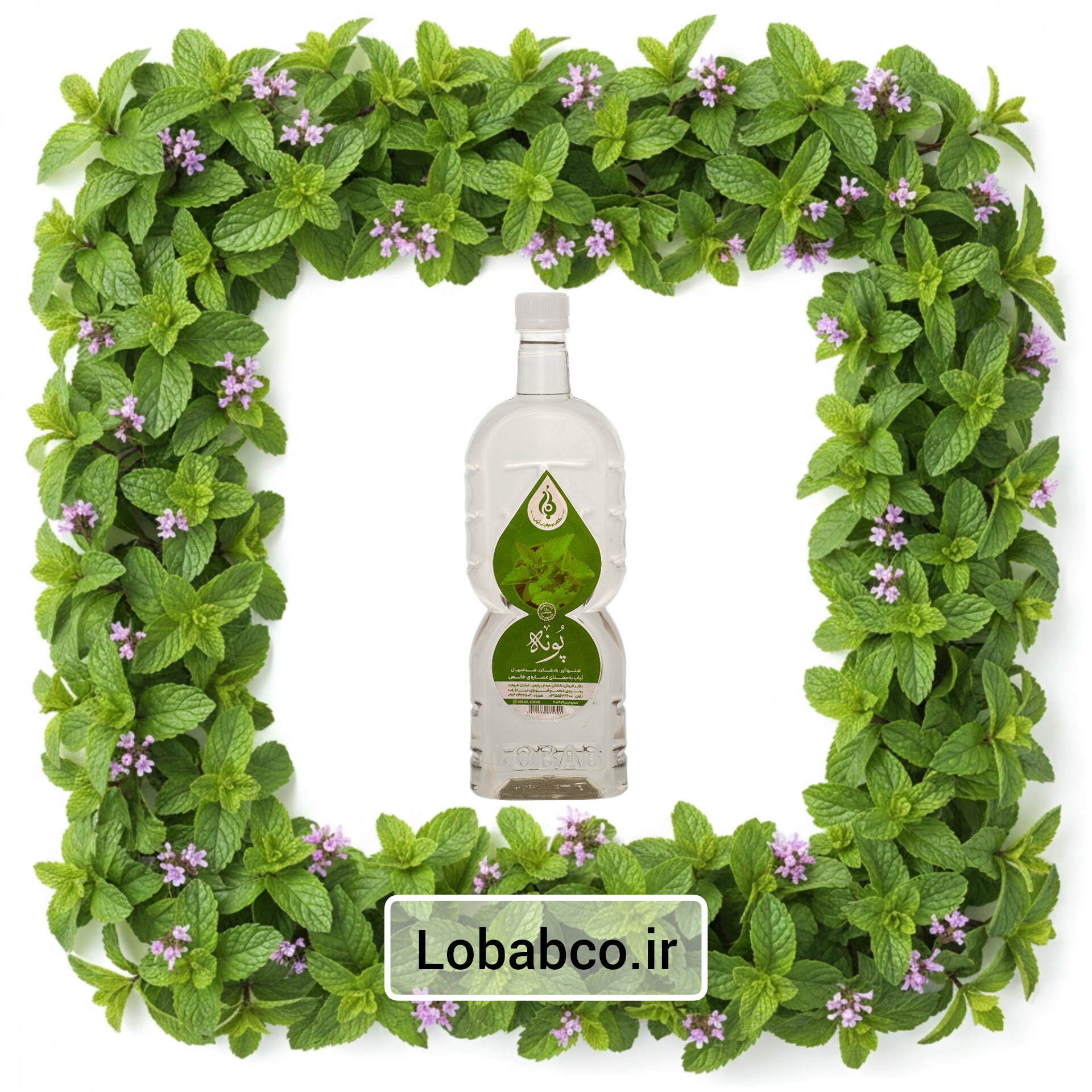 عرق پونه سنگین لباب تسکیندهنده دلپیچه و گرمیبخش معده ـ Natural pennyroyal water by Lobab Kashan ـ stomach comfort and warmth booster